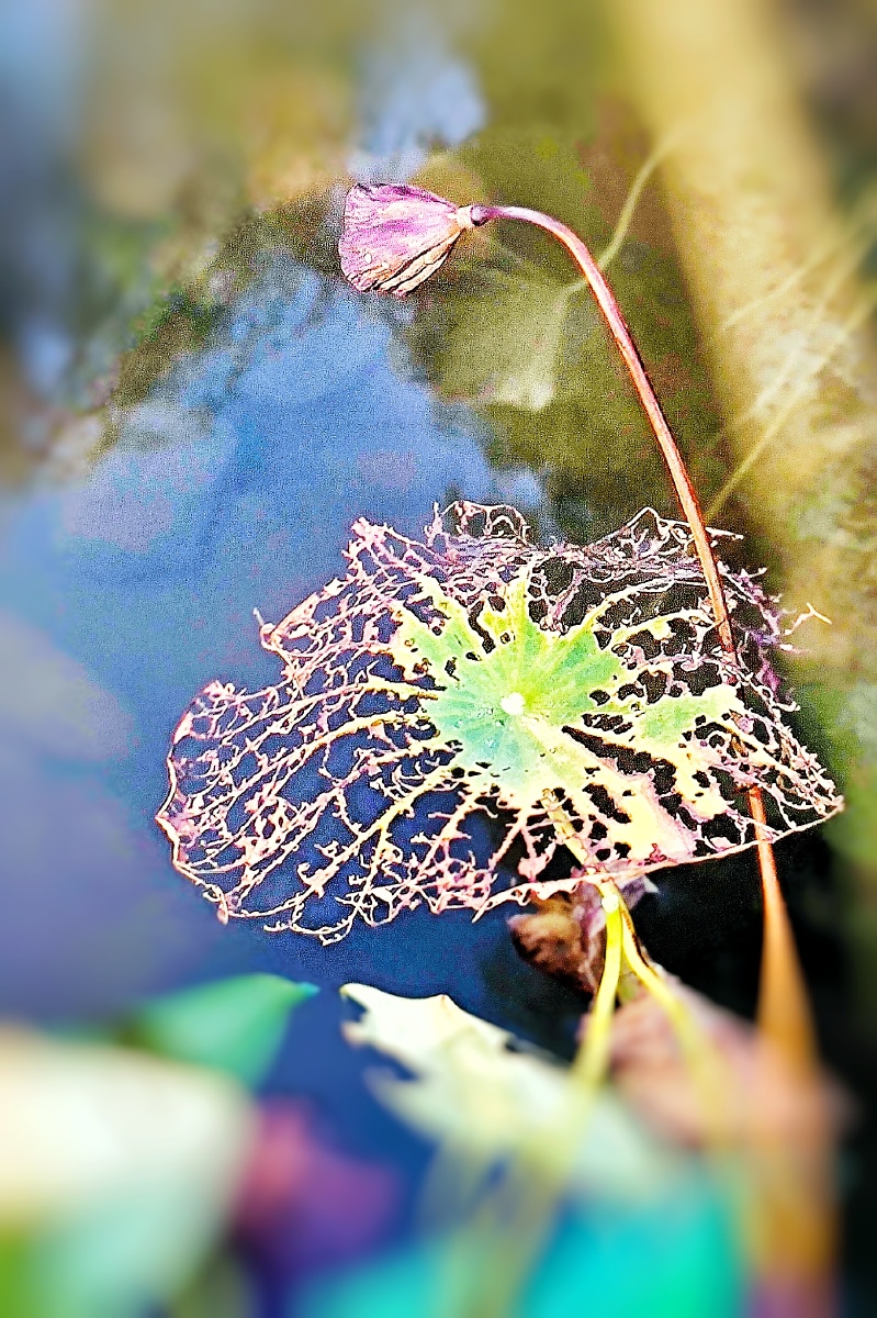 《残荷》摄于,温州杨府山