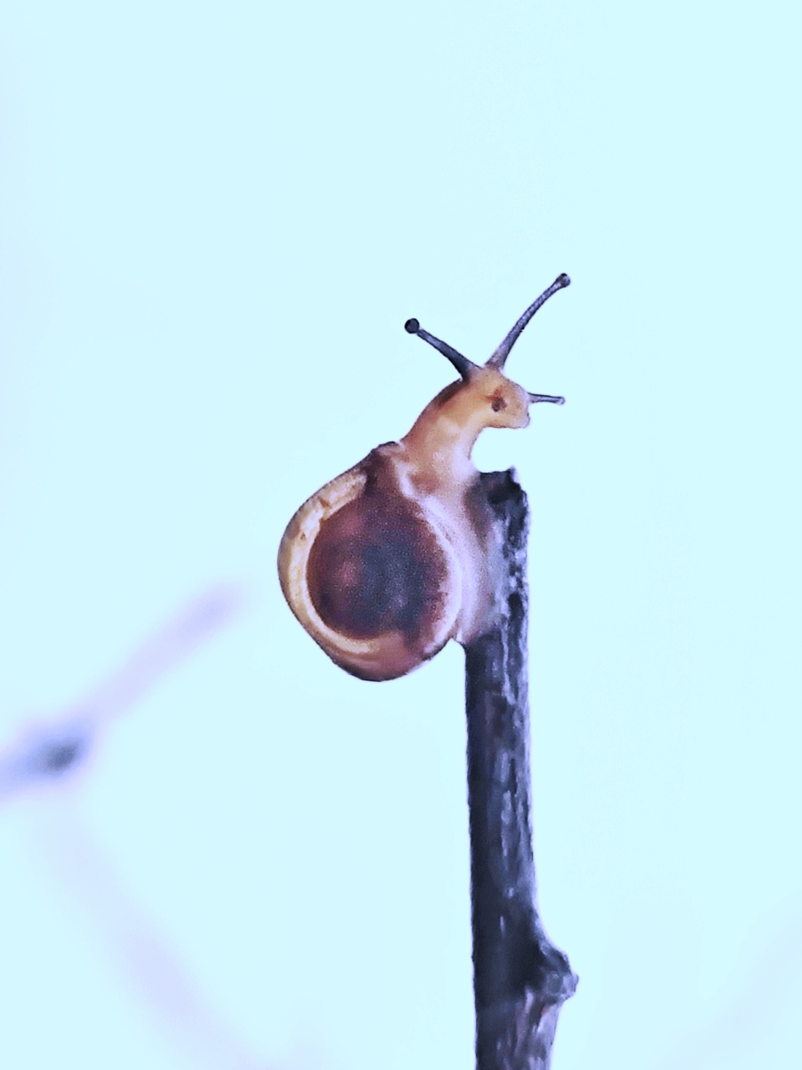 《蜗牛爬树枝》摄于,温州 - 三横一竖反之一样 - 图虫