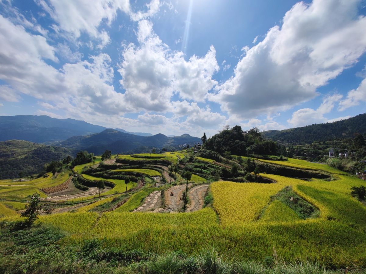 天高气爽一派丰收情景茗岙梯田摄于温州永嘉