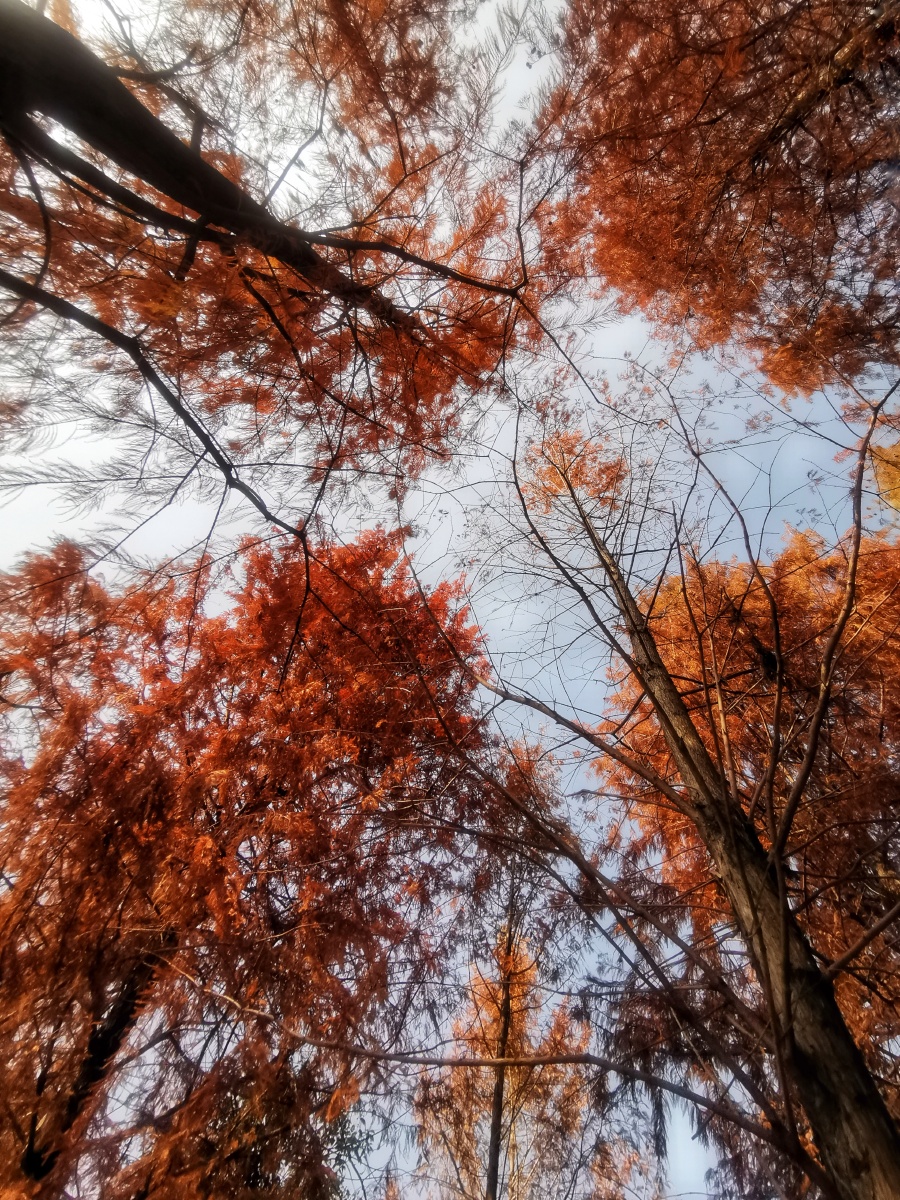 杉树红叶摄于温州市鹿城区