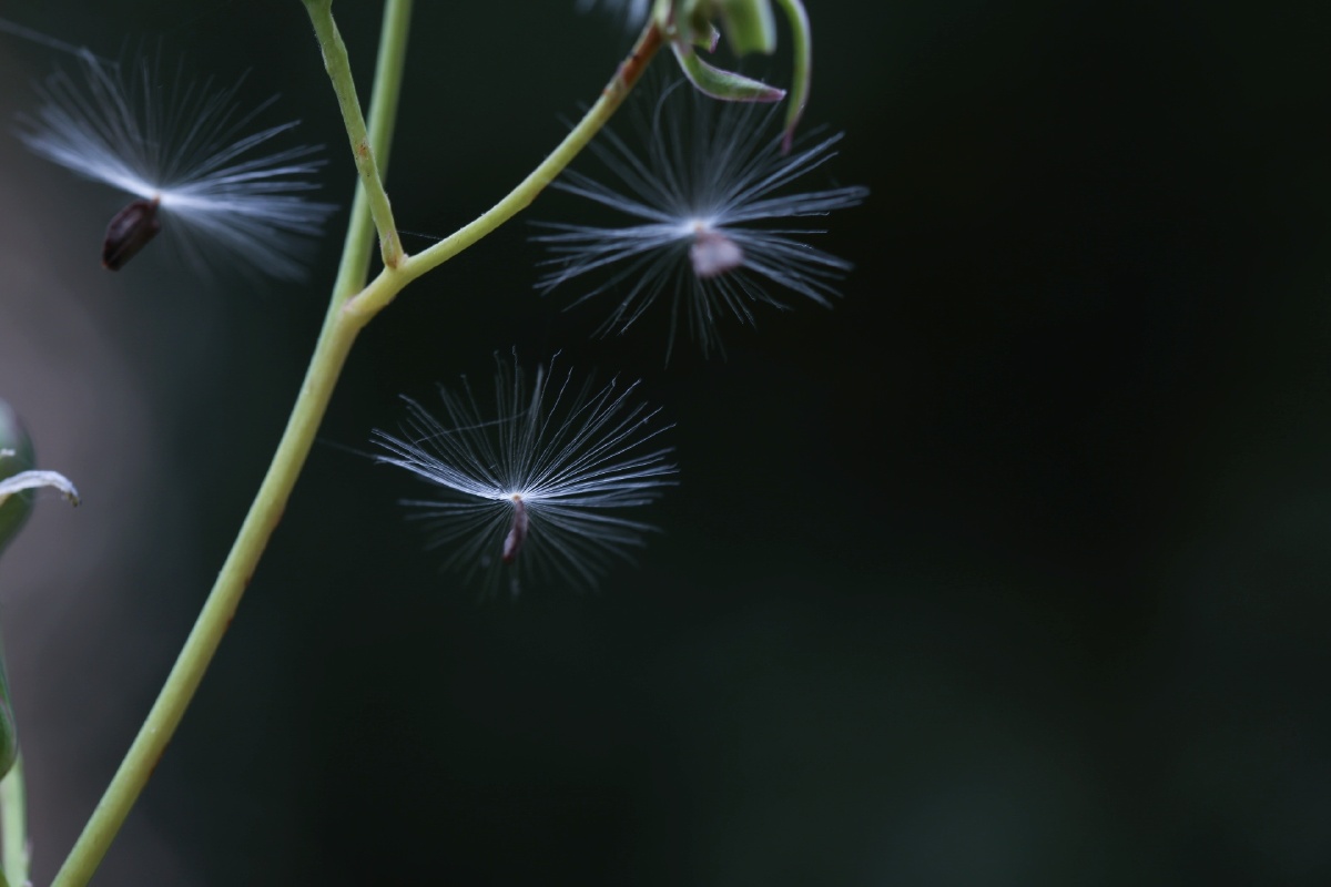院子蒲公英的梦幻