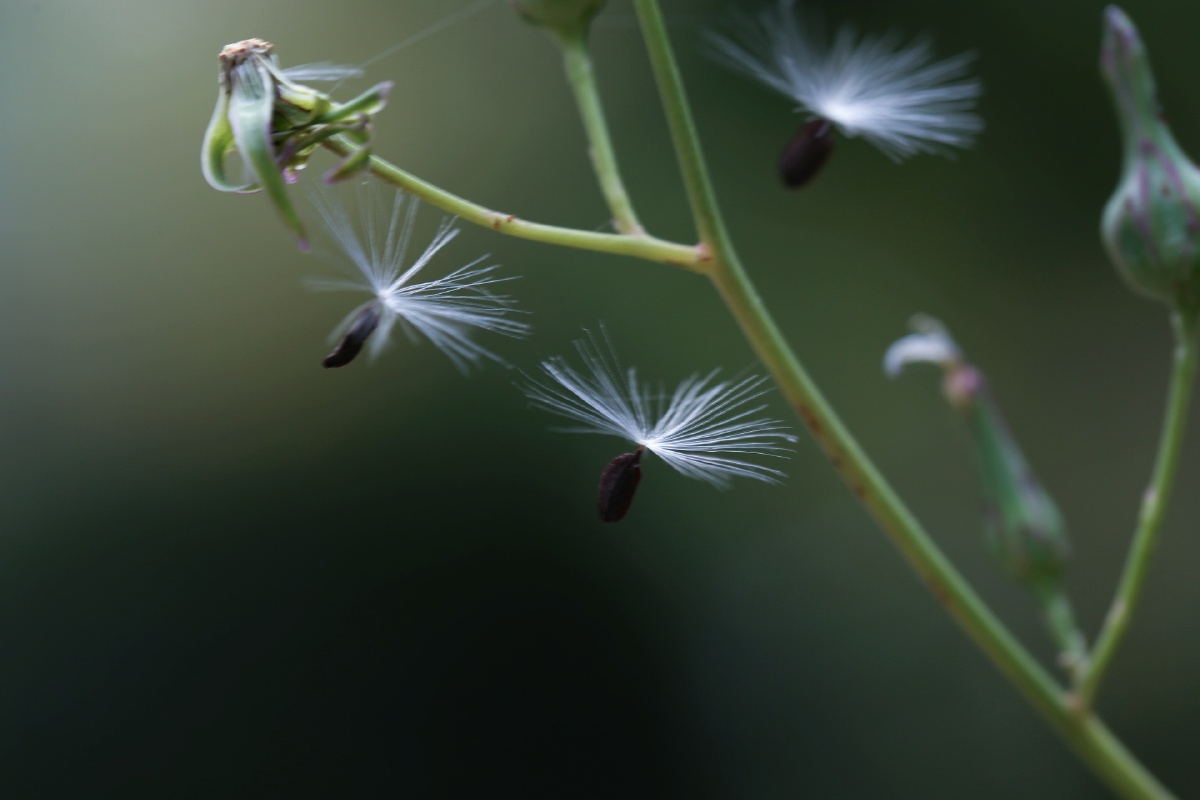 院子蒲公英的梦幻