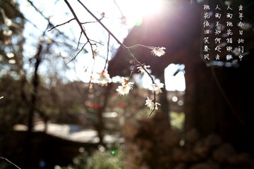 IMG_1446_副本.jpg