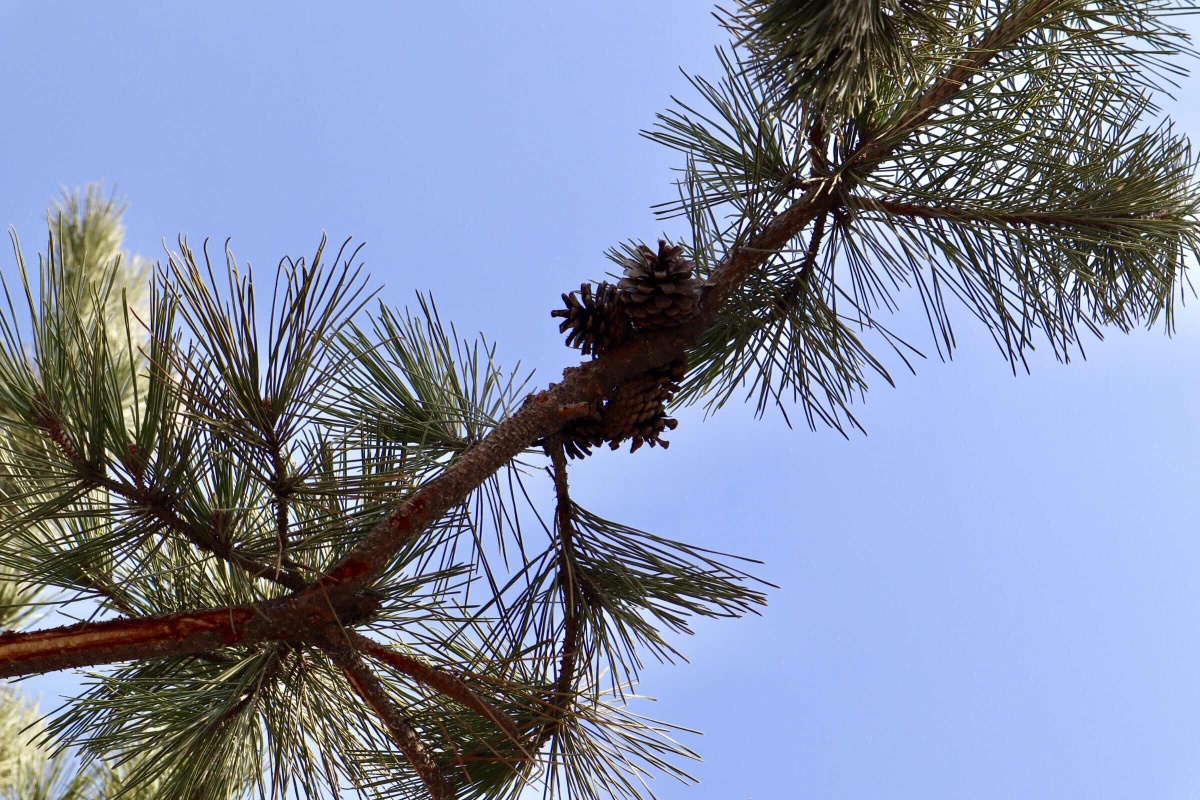 玛珈山阳光温柔