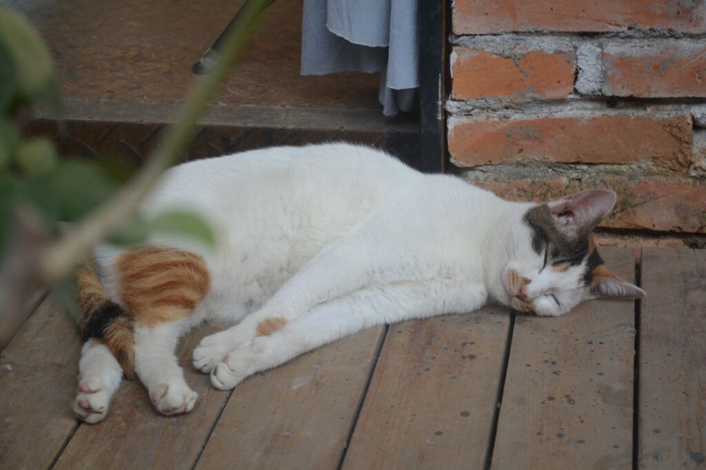 猫