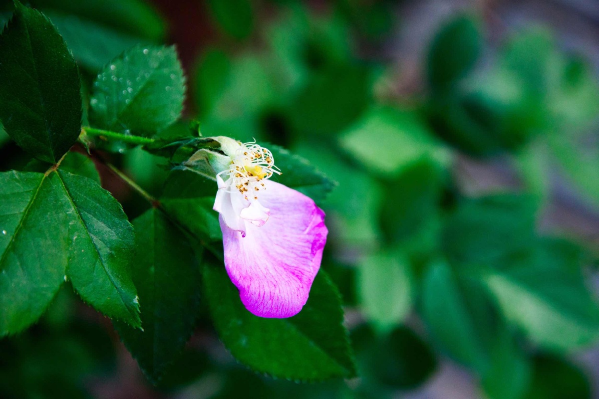 蔷薇季-西安曲江南三环六百米蔷薇