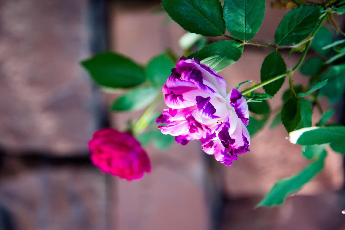 蔷薇季西安曲江南三环六百米蔷薇