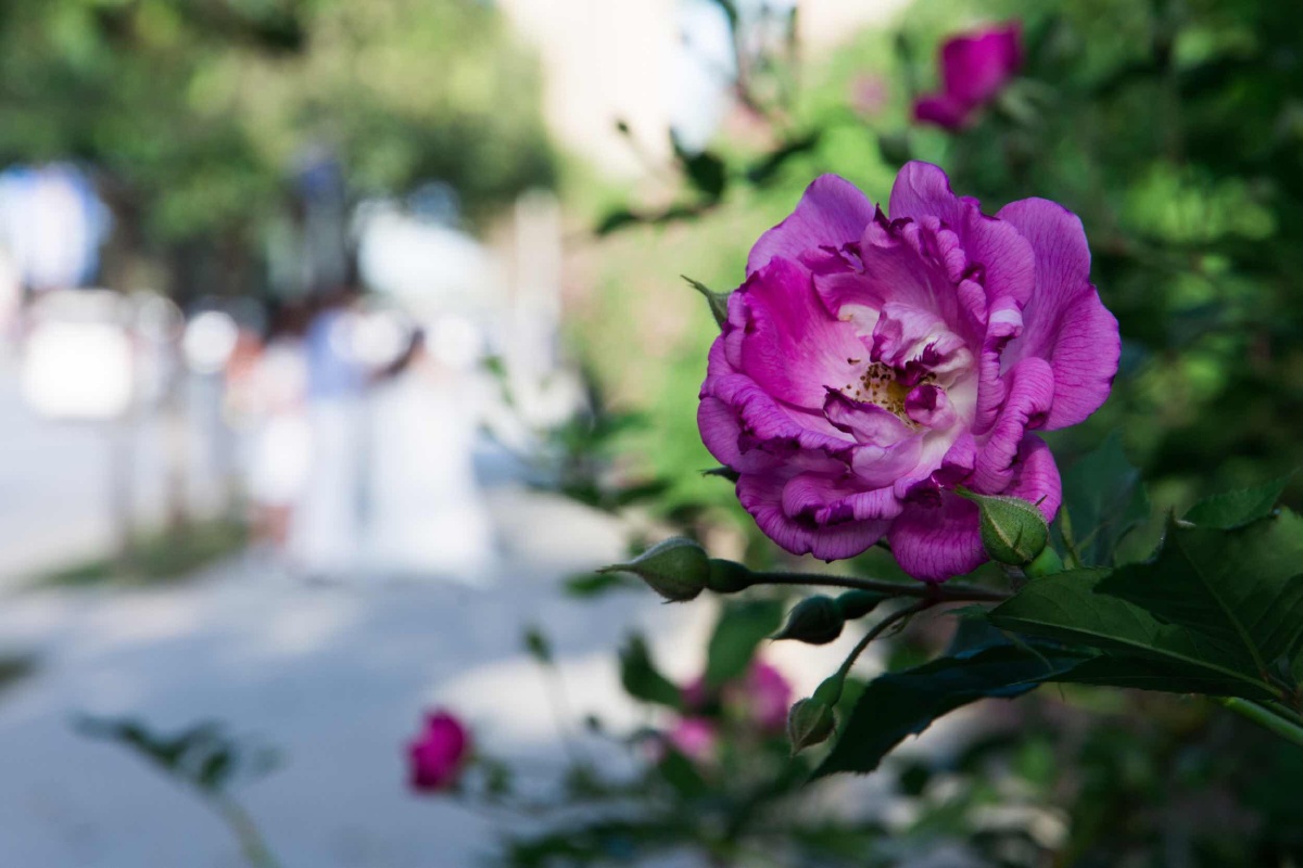 蔷薇季-西安曲江南三环六百米蔷薇