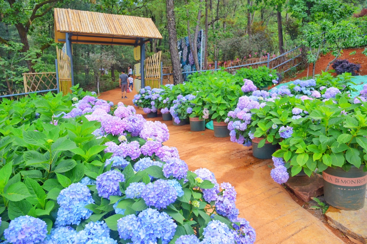 昆明郊野公园绣球花