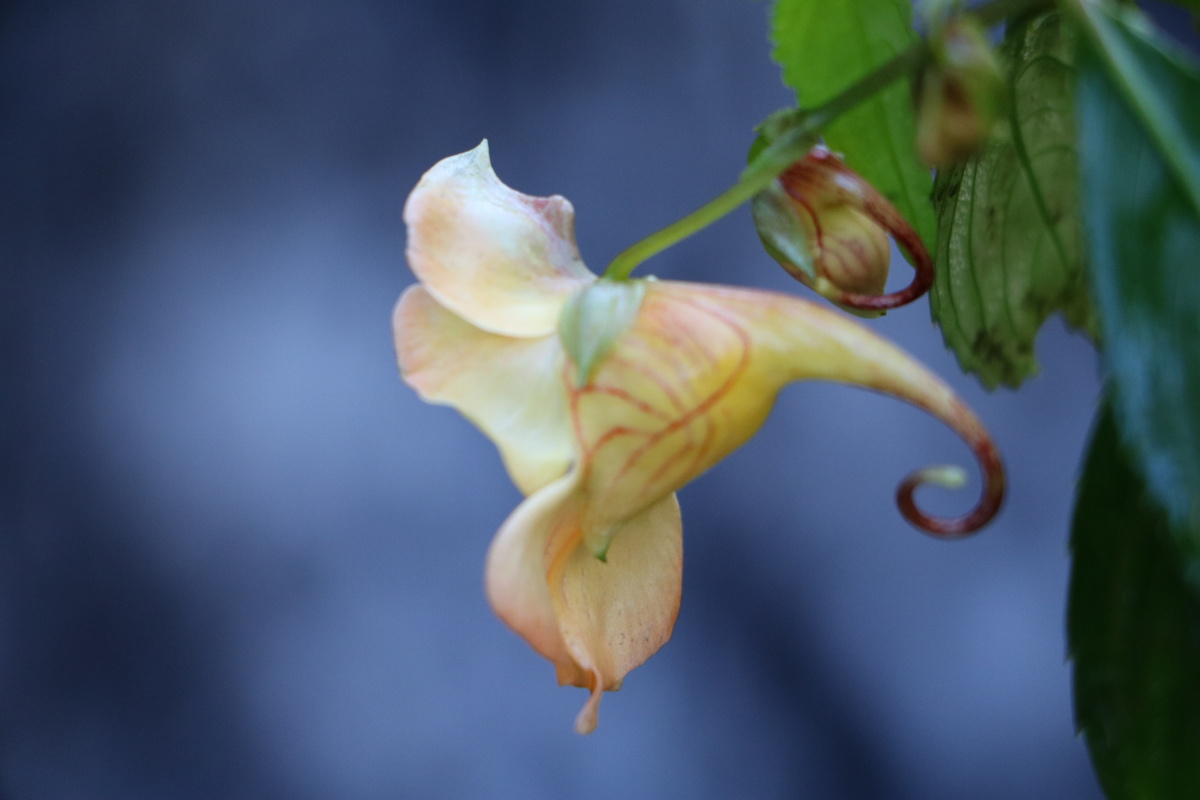 鸭趾草状凤仙花,俗称龙虾花. - 帅一横 - 图虫