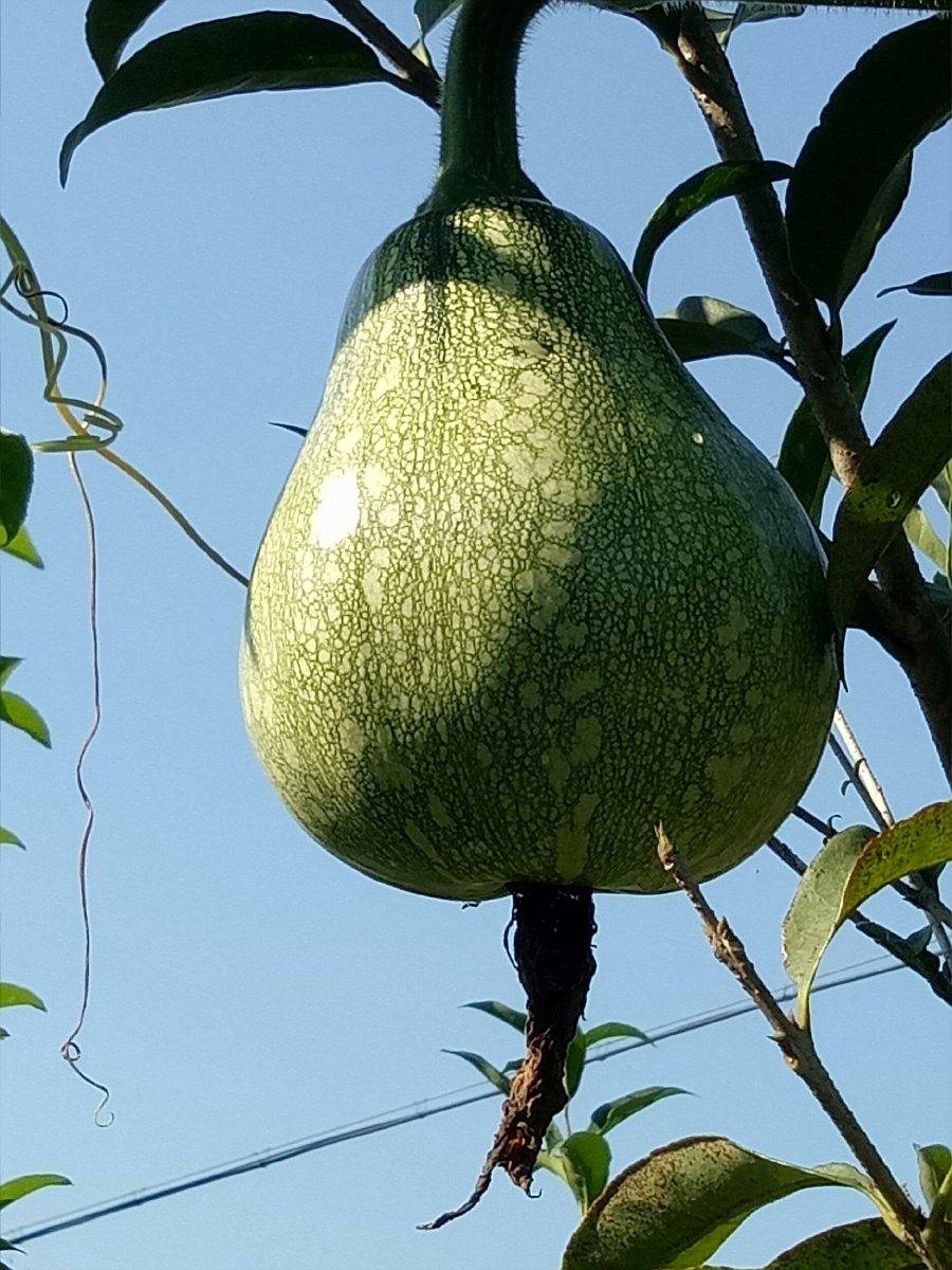 树上结了瓜