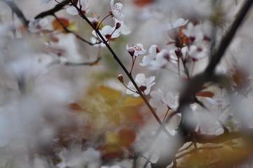 李花.jpg