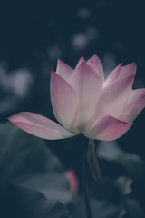 荷花1