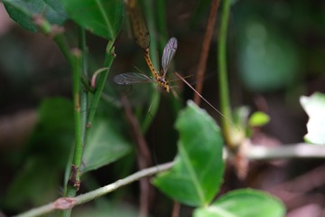 DSCF0054