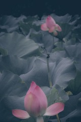荷花7