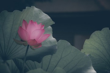 荷花4