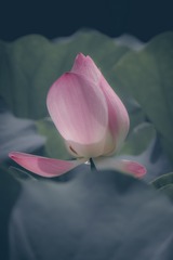 荷花9