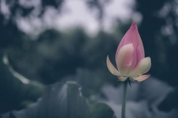 荷花15