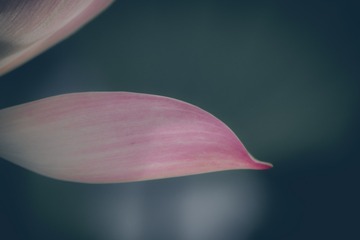 荷花8