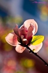 玉兰花开