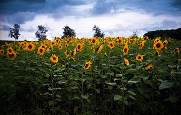 Kodak_JPN_101