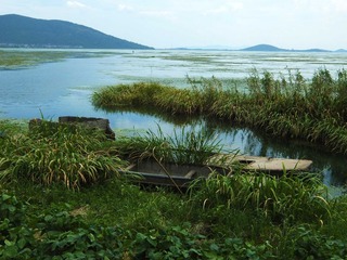 太湖湿地5.jpg