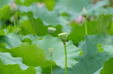挑选IMGP4370.jpg