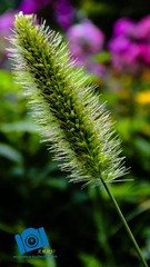 DSC03982.jpg