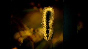 _DSC3223
