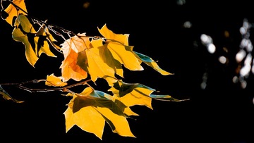 _DSC3443