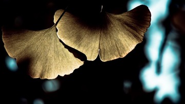 _DSC3453