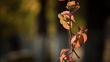 _DSC3472