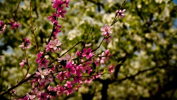 _DSC4103