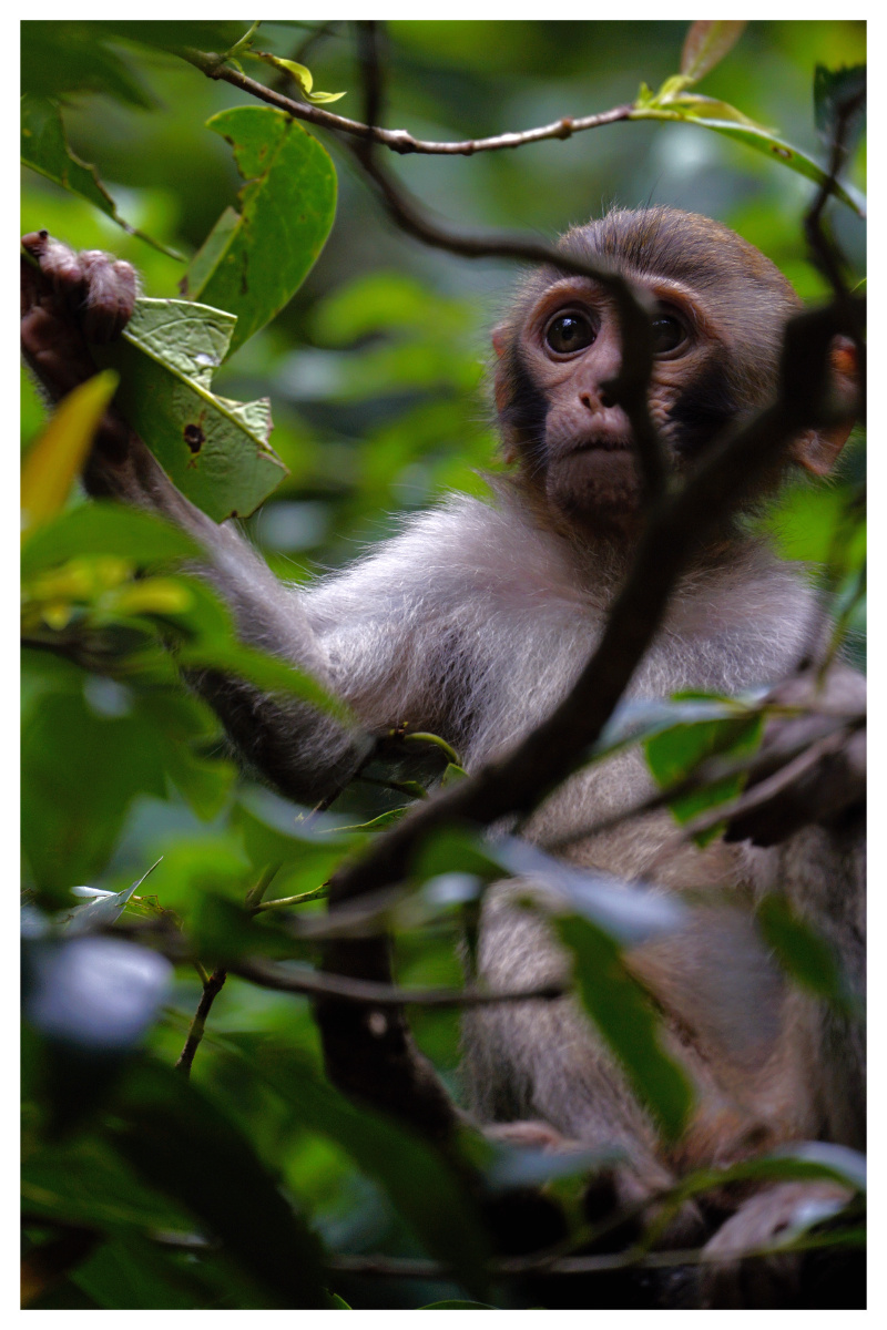 黔灵猕猴贵阳黔灵公园放养的野生猕猴!