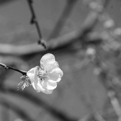 孤芳自赏