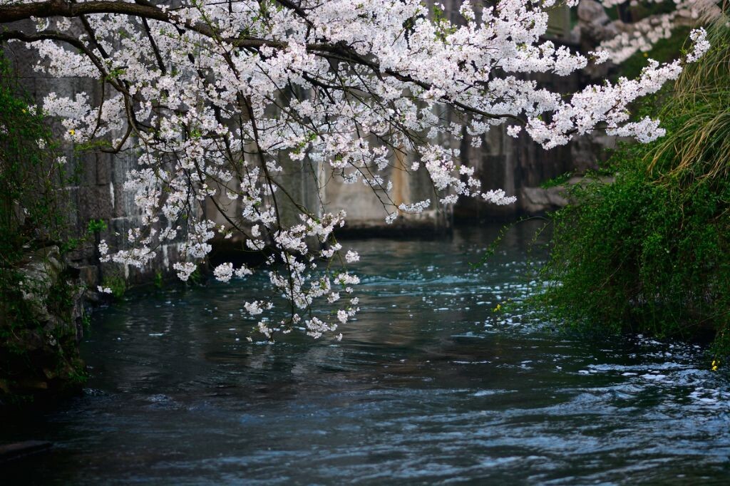 樱花