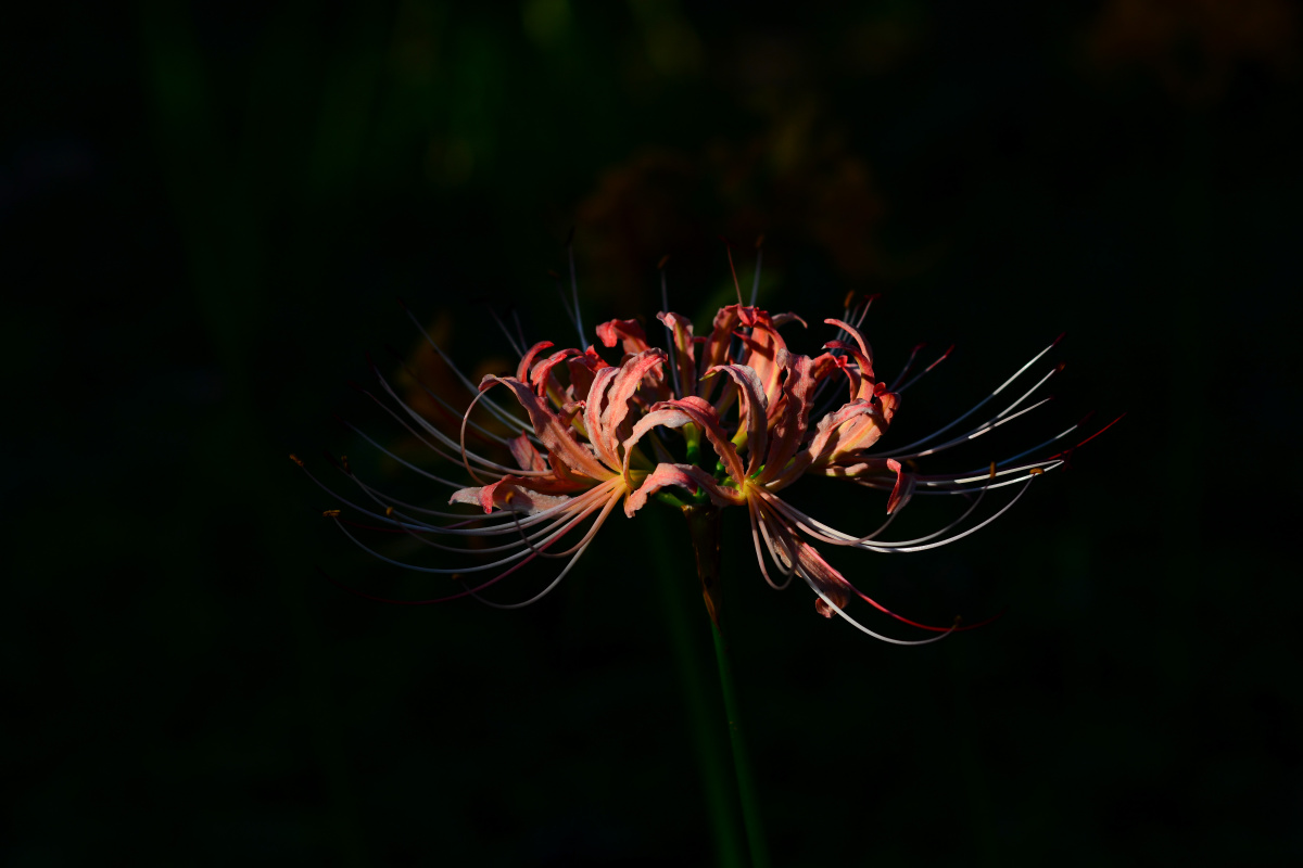 彼岸花,刹那芳华