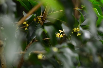 DSC_4541 - 