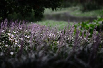 DSC_4551 - 