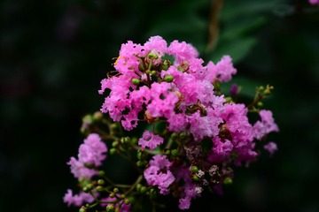 DSC_4558 - 