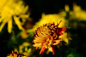 DSC_6649-1