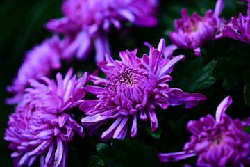 DSC_6661-1