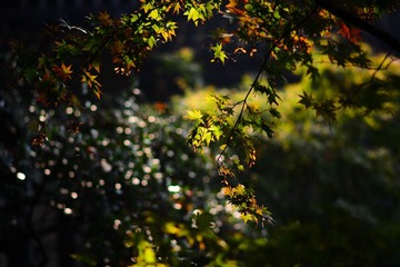 DSC_6673-1
