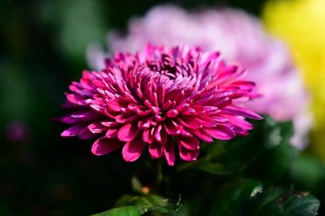 DSC_6691-1