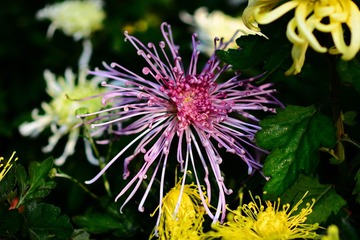DSC_6693-1