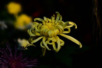 DSC_6694-1