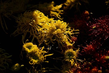 DSC_6709-1