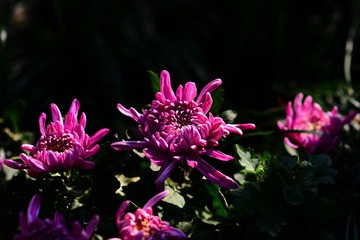 DSC_6712-1