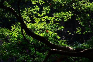 DSC_6713-1