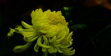 DSC_6721-1